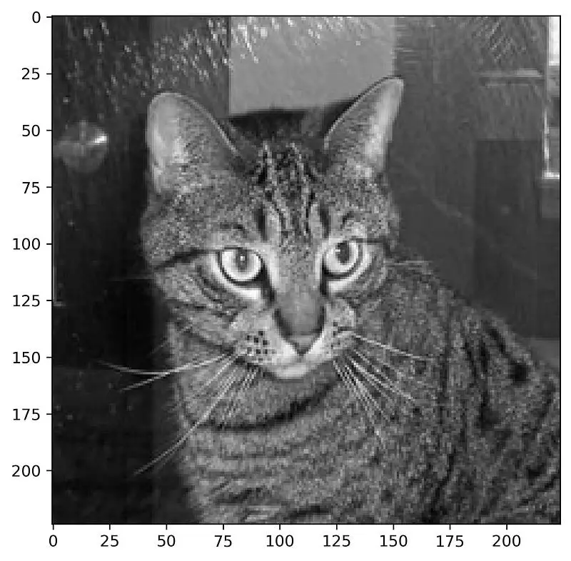 Image 8 — Random cat image from the training set (image by author)