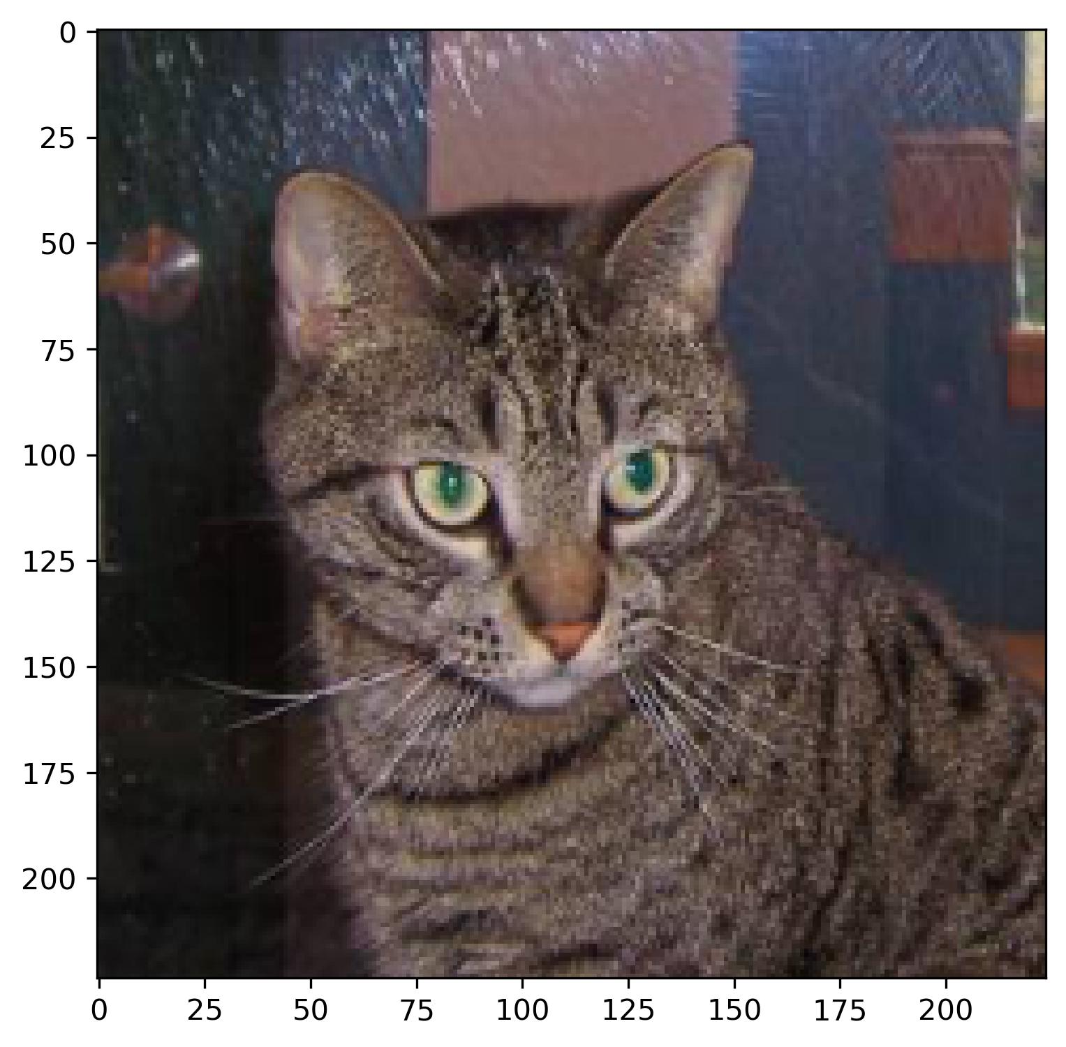 Image 3 - Cat image after resizing and rescaling (image by author)