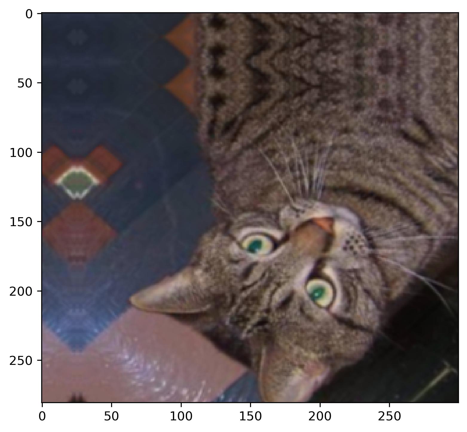 Image 5 - Cat image after flipping, rotating, zooming, and translating (image by author)